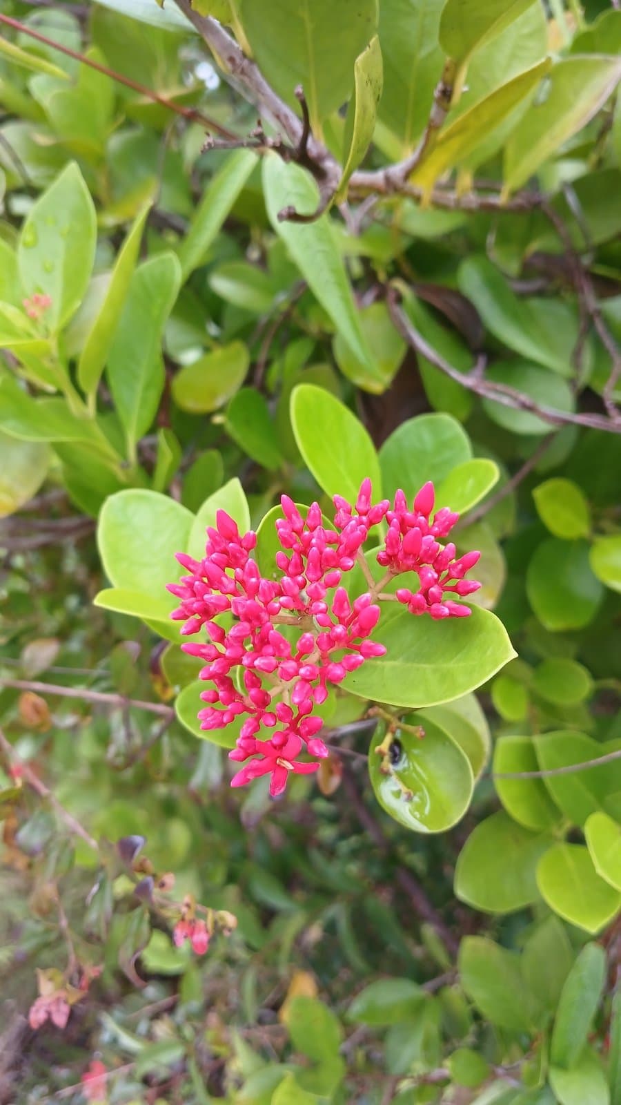 Pinochia corymbosa (Jacq.) M.E.Endress & B.F.Hansen