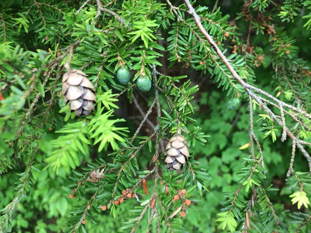 Tsuga canadensis (L.) Carrière