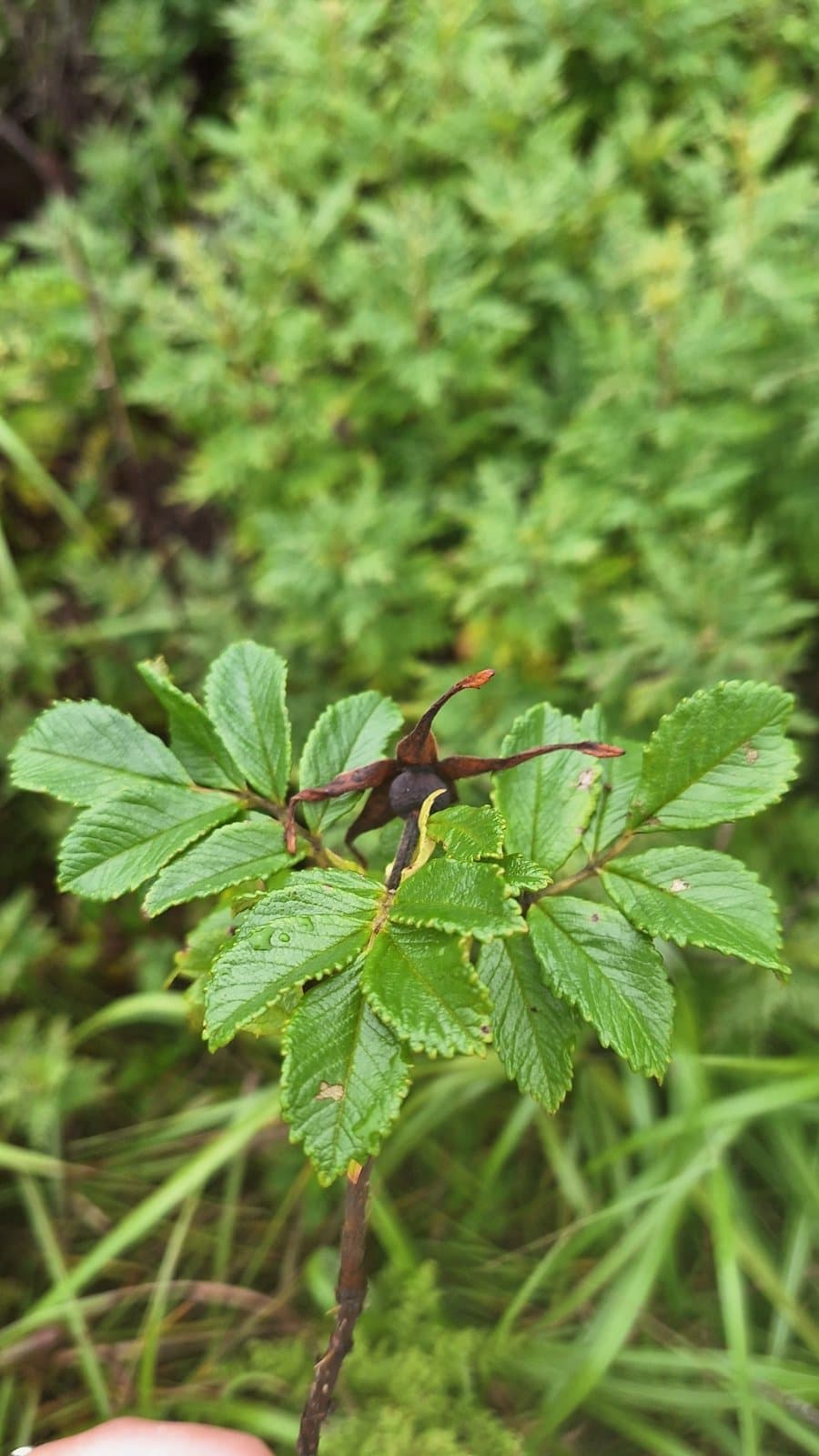 Rosa ×archipelagica Tchubar