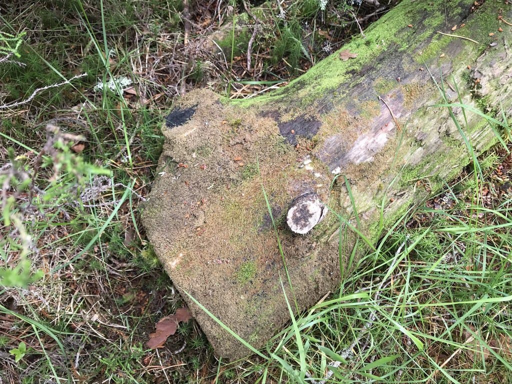 Riccardia palmata (Hedw.) Carruth.