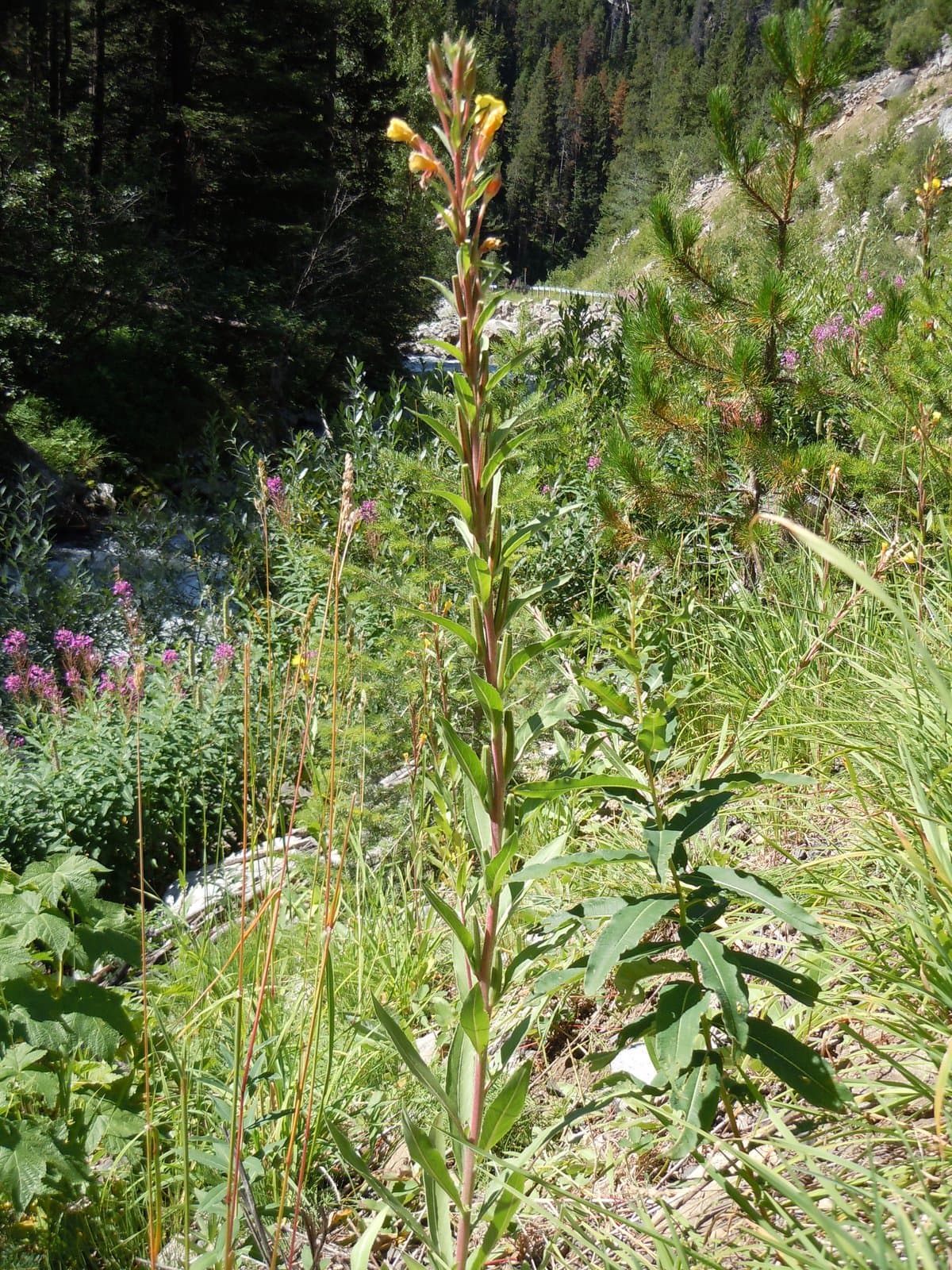 Oenothera villosa Thunb.