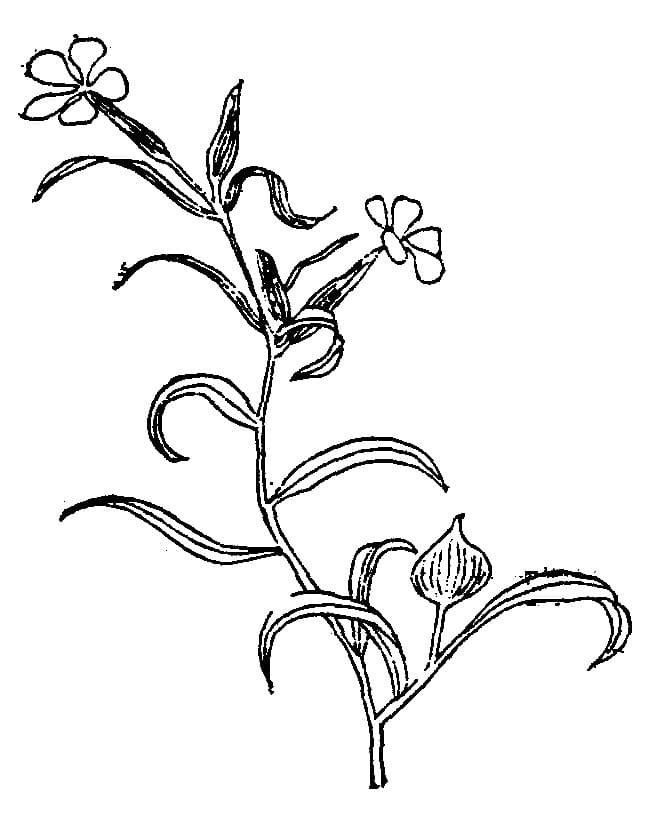 Silene conoidea L.