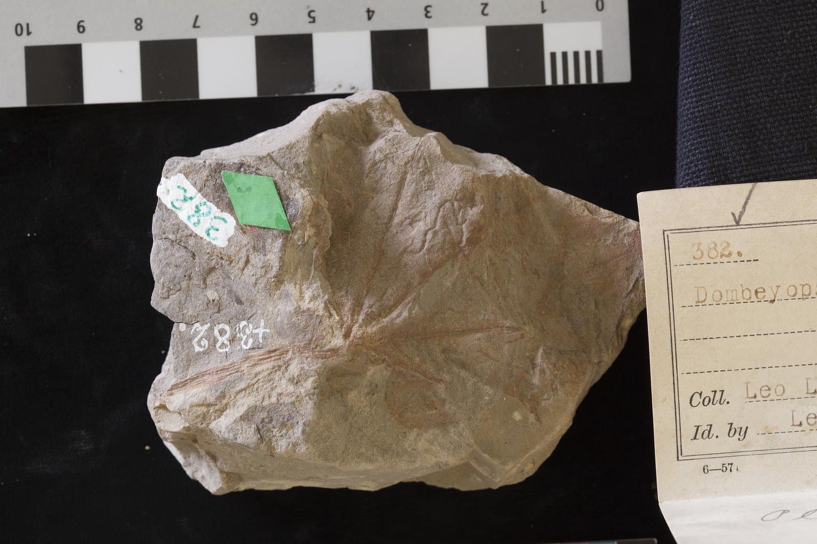 Dombeyopsis grandifolia Unger, 1850