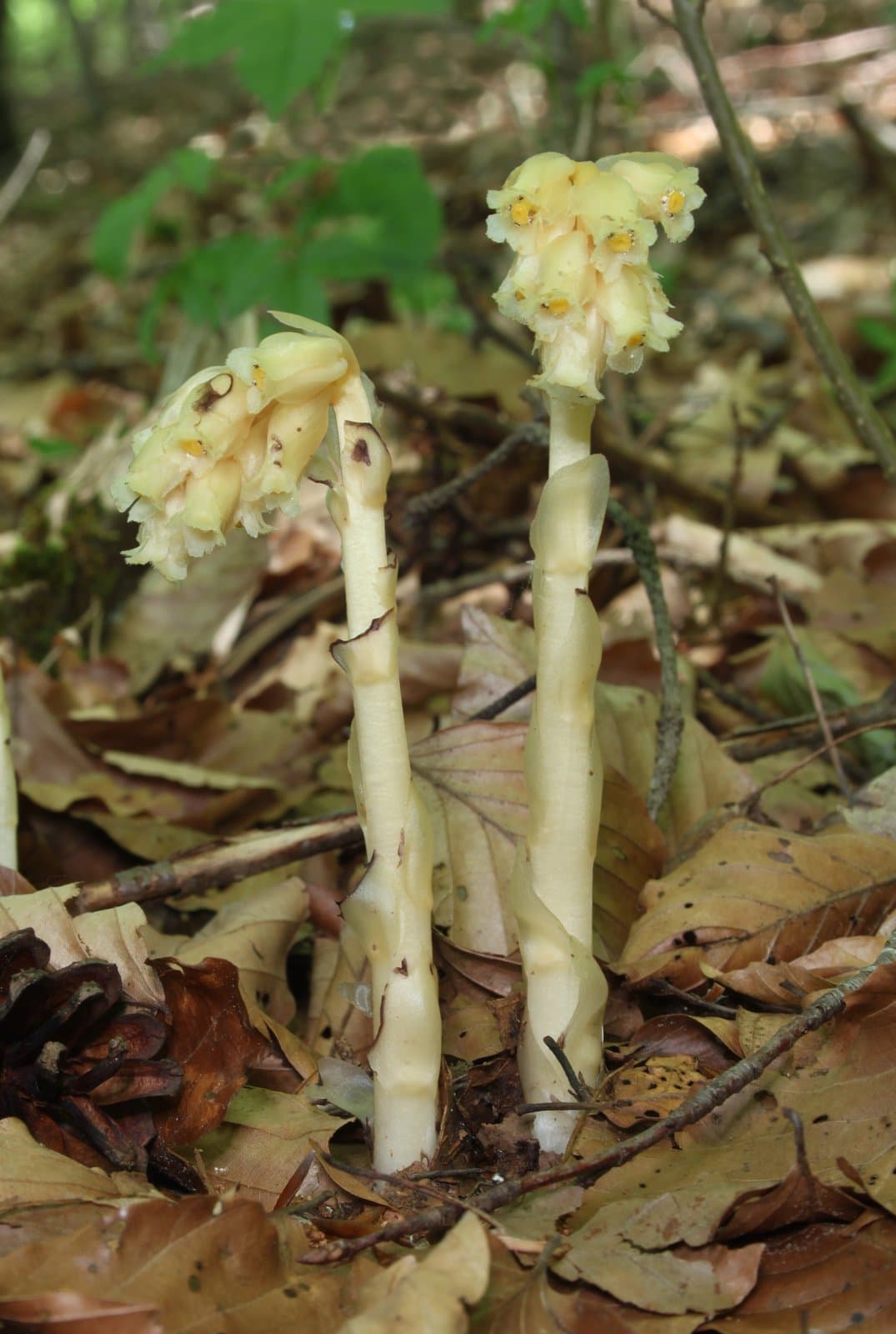 Hypopitys monotropa Crantz