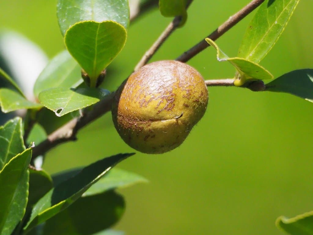 Camellia oleifera Abel.