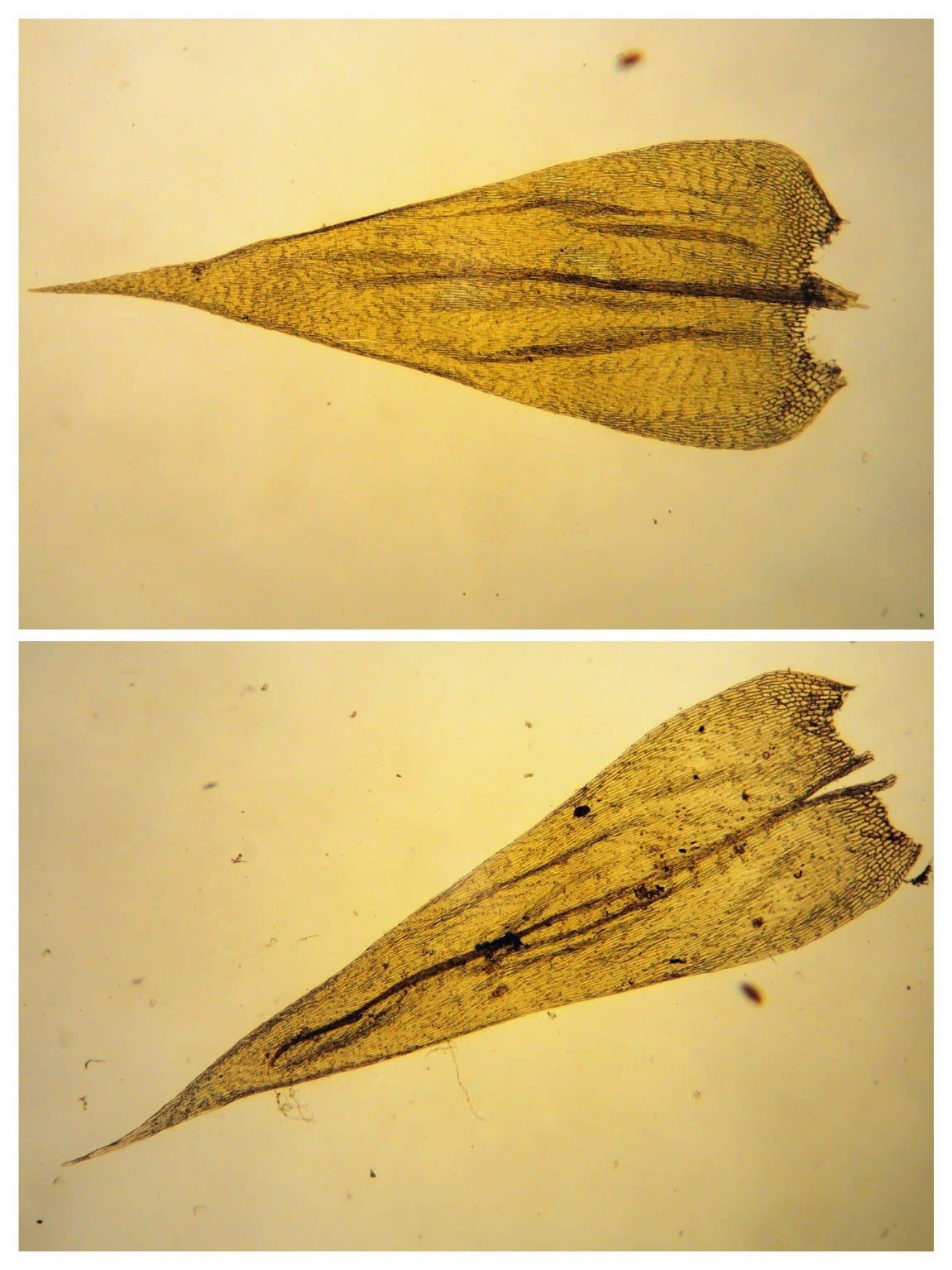 Brachythecium salebrosum (Hoffm. ex F.Weber & D.Mohr) Schimp.