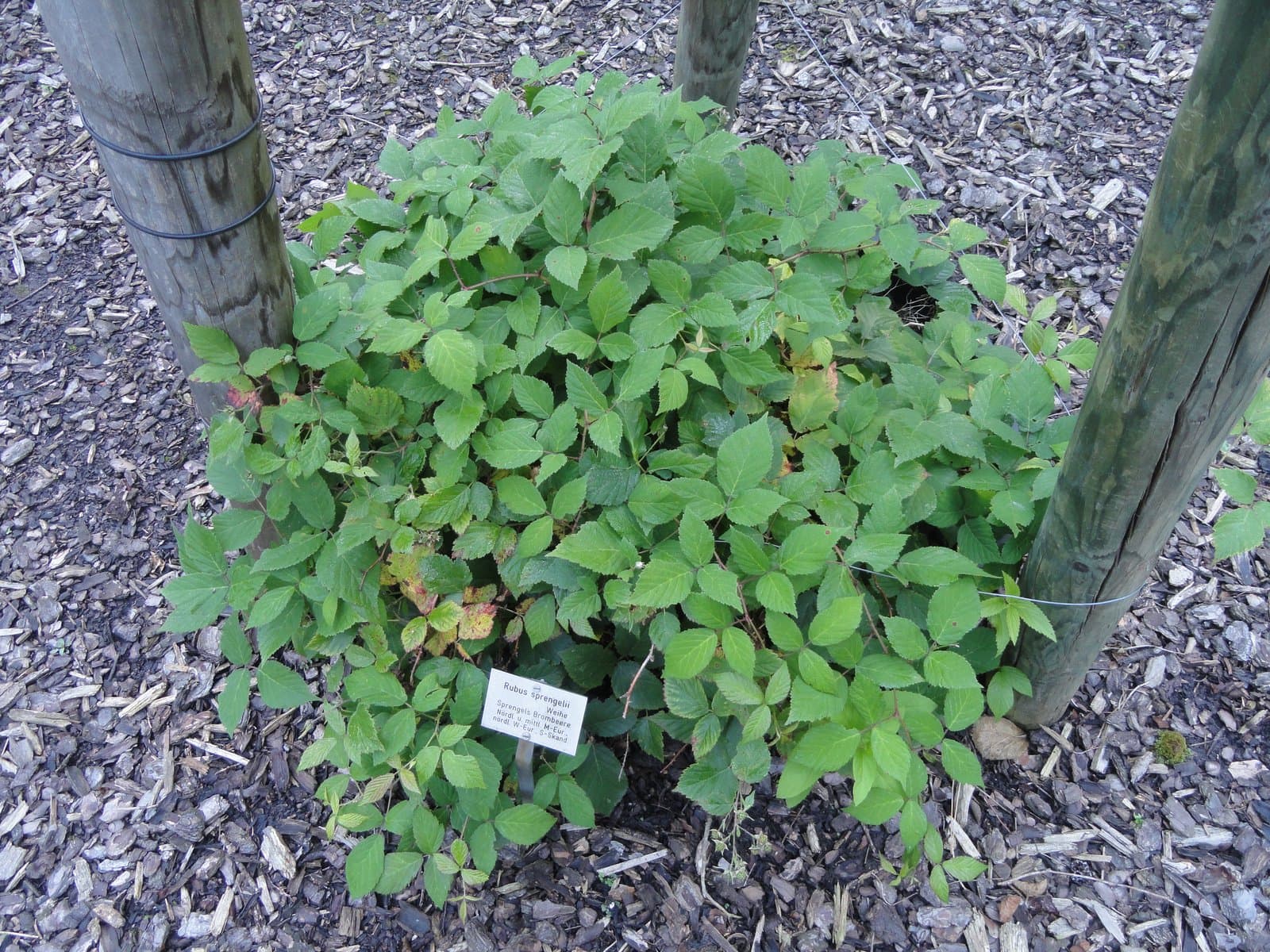 Rubus sprengelii Weihe