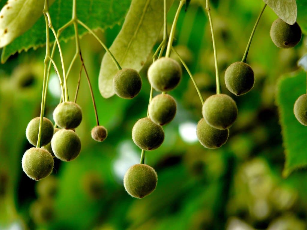 Tilia cordata Mill.