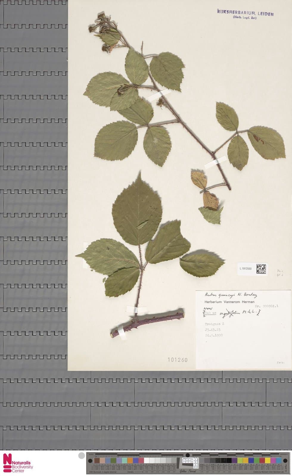 Rubus fuscus Weihe