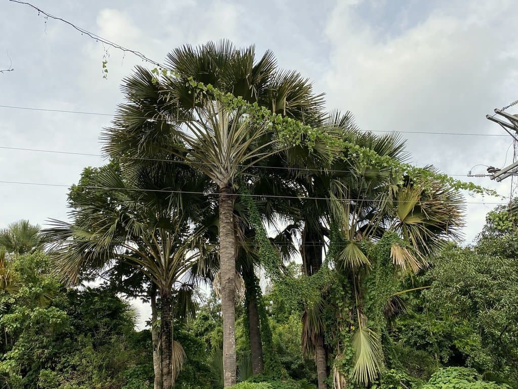 Borassus flabellifer L.