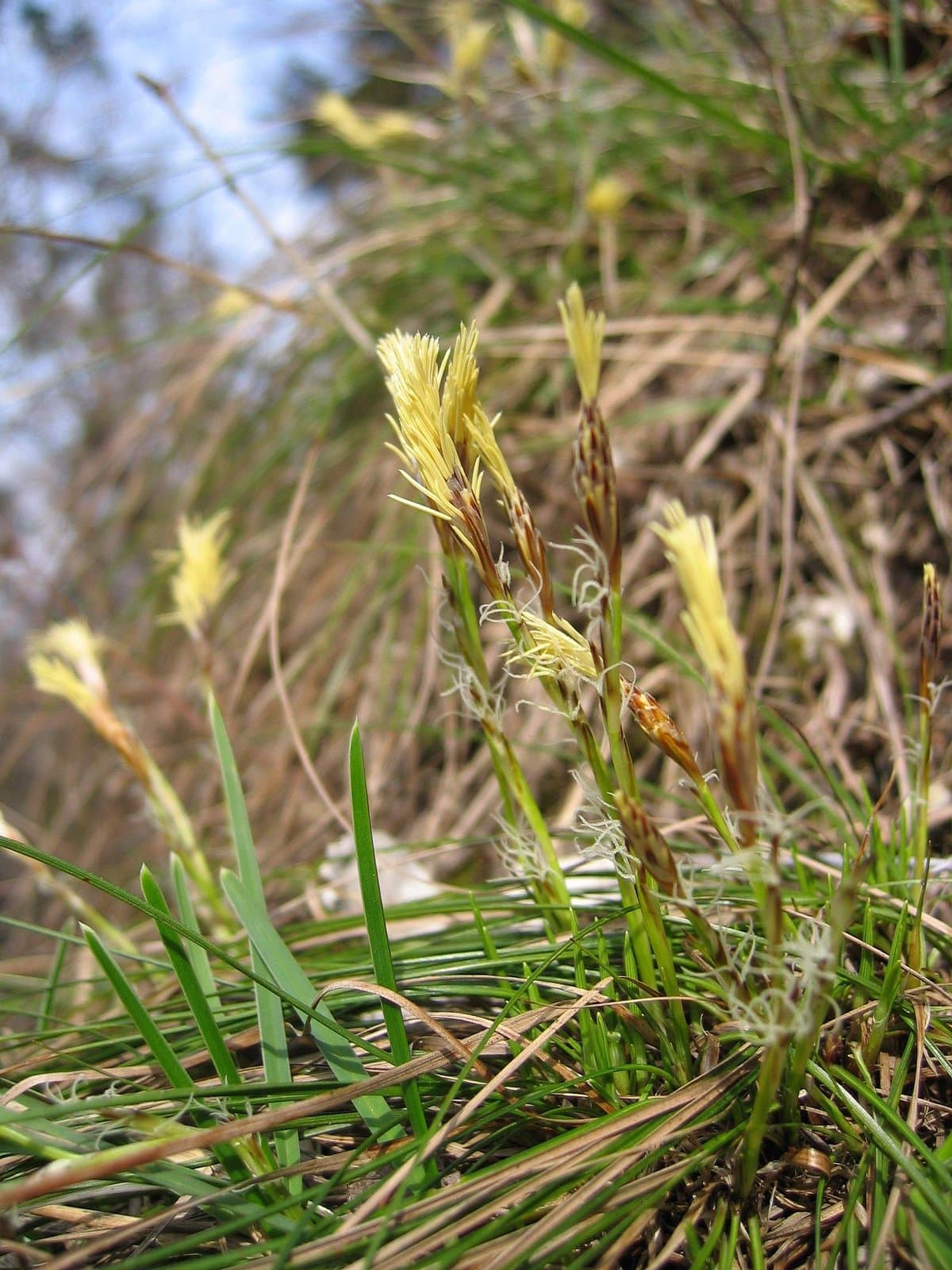 Carex humilis Leyss.