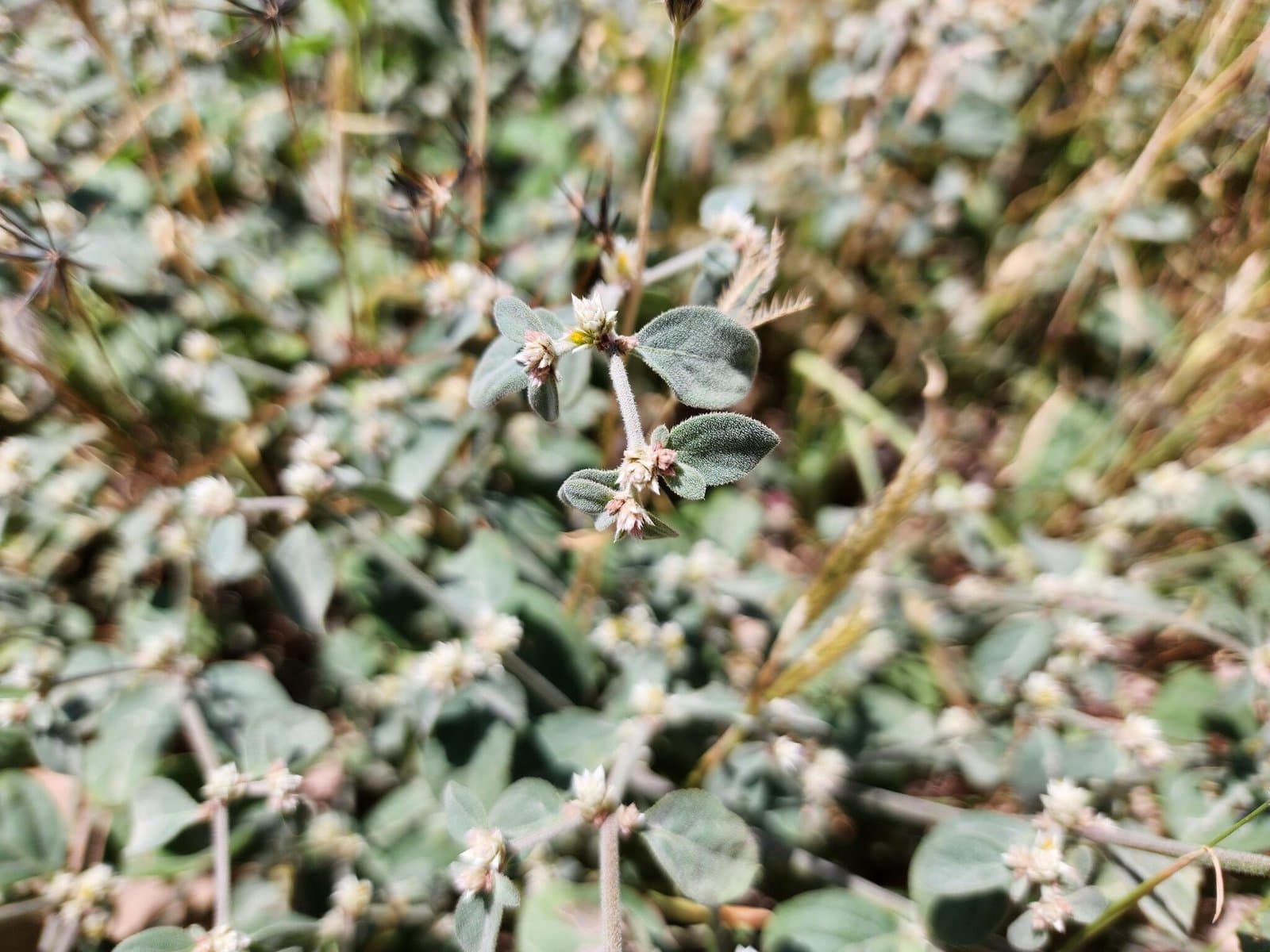 Alternanthera albotomentosa Suess.