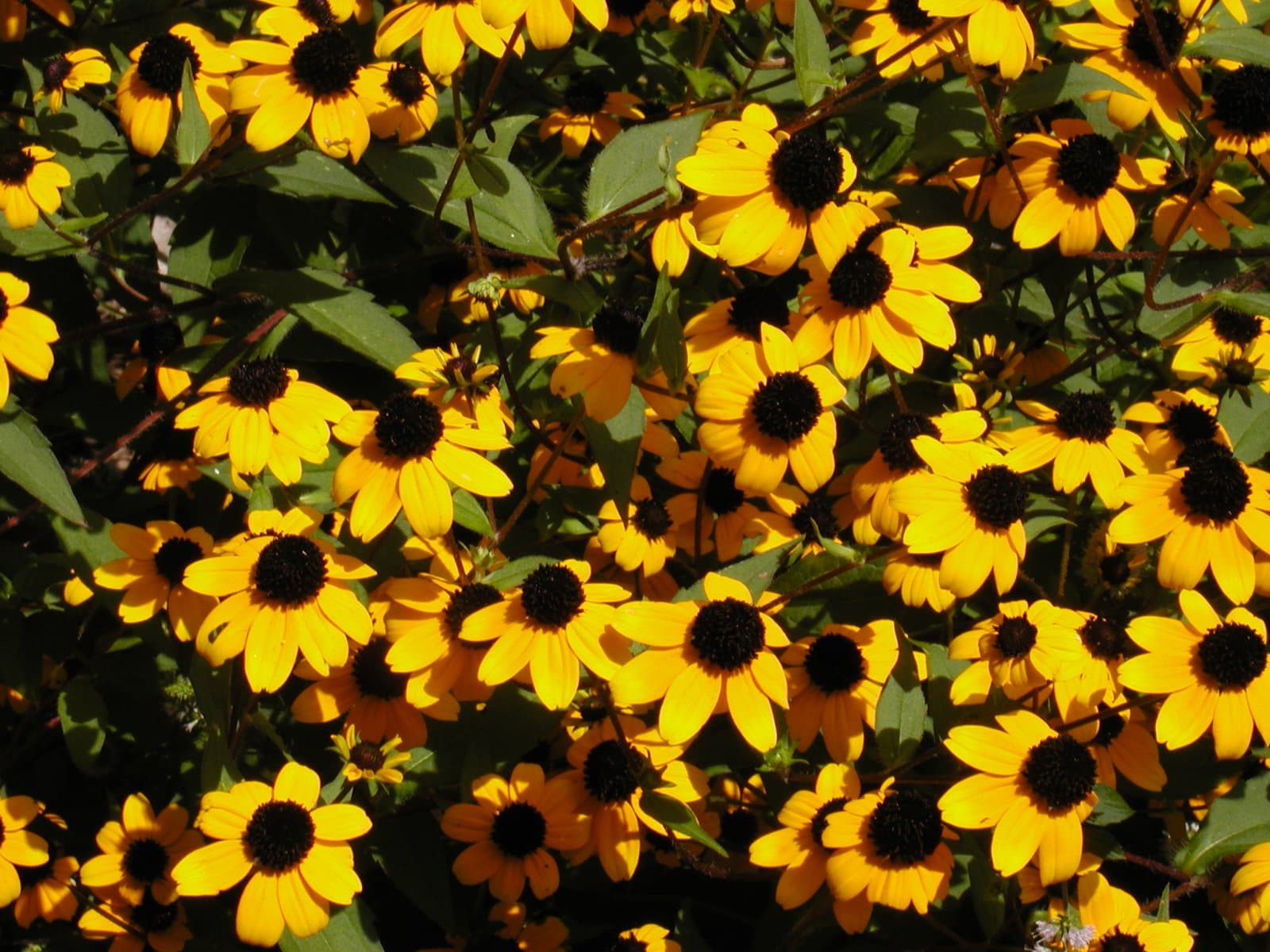 Rudbeckia triloba L.