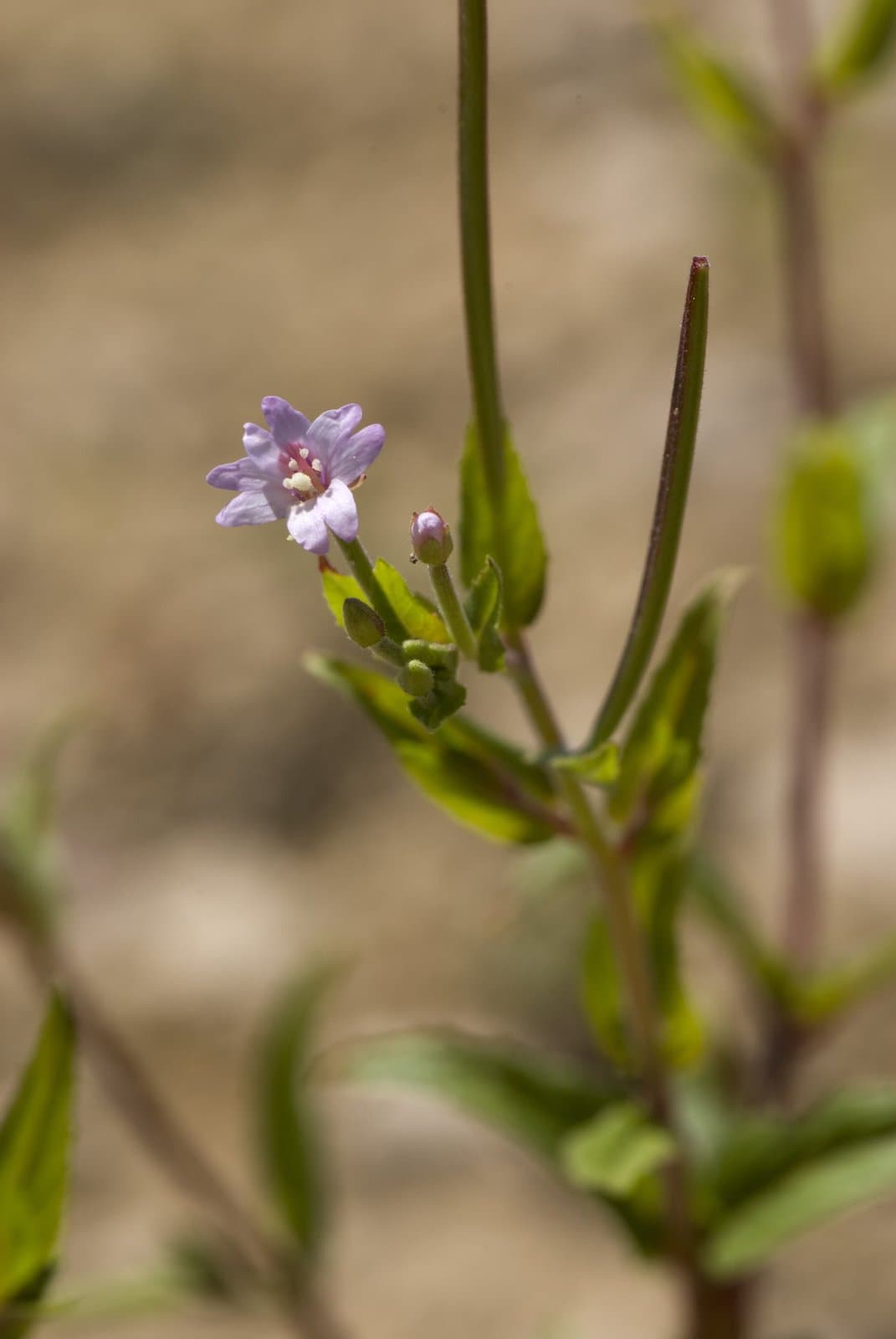 Epilobium lamyi F.W.Schultz