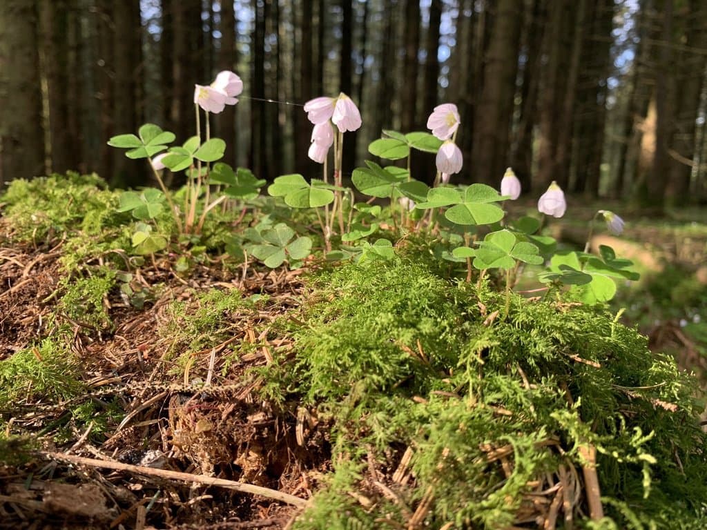 Oxalis acetosella L.