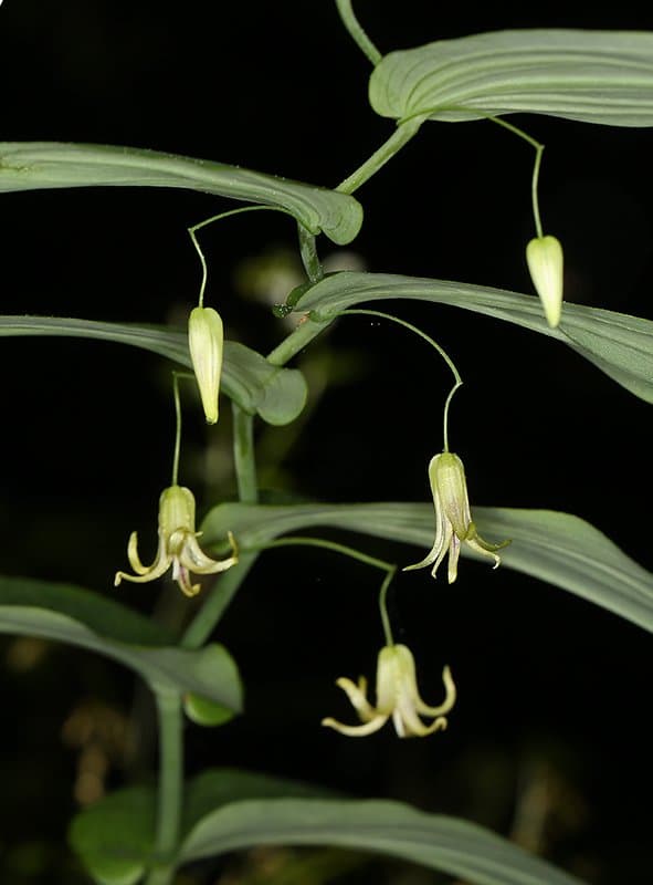 Streptopus amplexifolius (L.) DC.