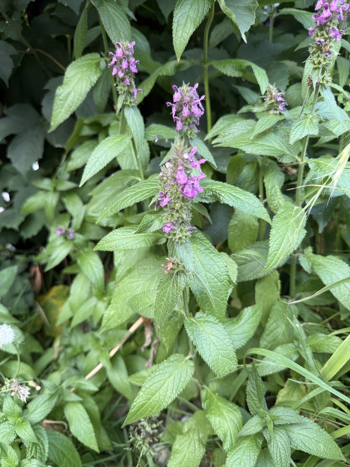 Stachys ×ambigua Sm.