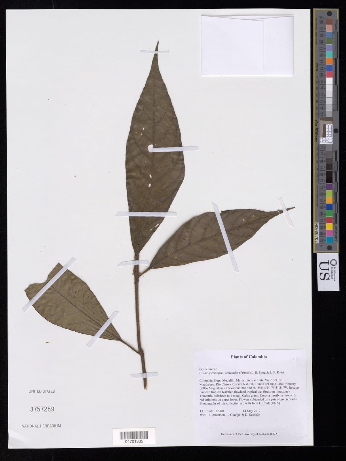 Cremospermopsis cestroides (Fritsch) L.E.Skog & L.P.Kvist