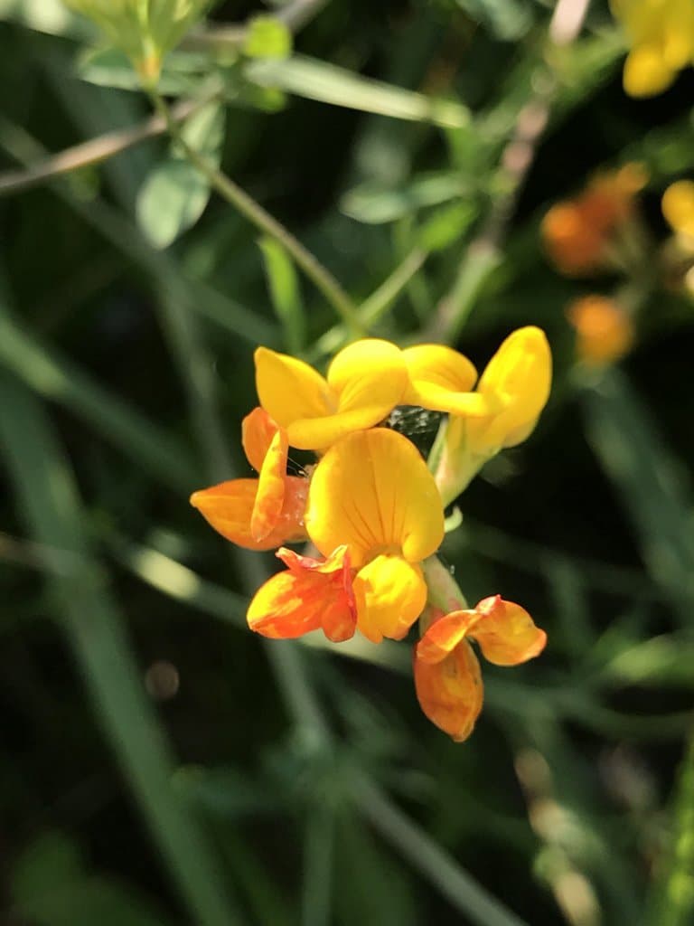 Lotus tenuis Waldst. & Kit. ex Willd.