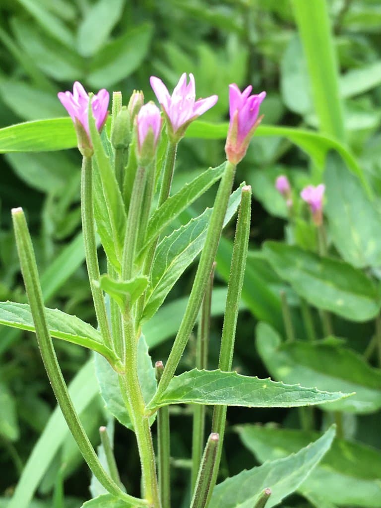 Epilobium ciliatum Raf.
