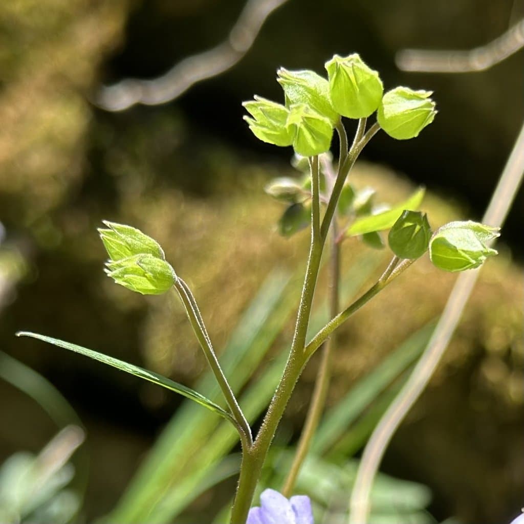 Polemonium reptans L.
