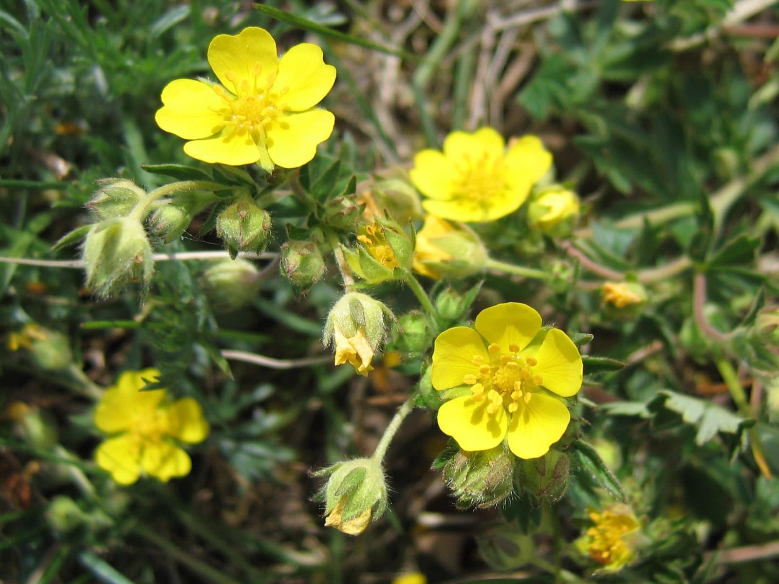 Potentilla ×subarenaria Borbás ex Zimmeter