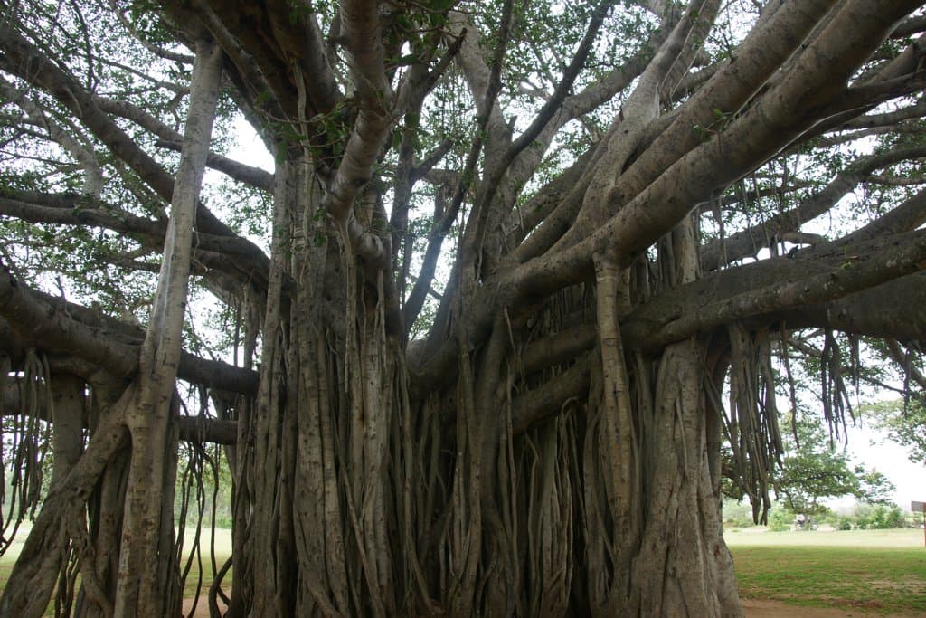 Ficus benghalensis L.