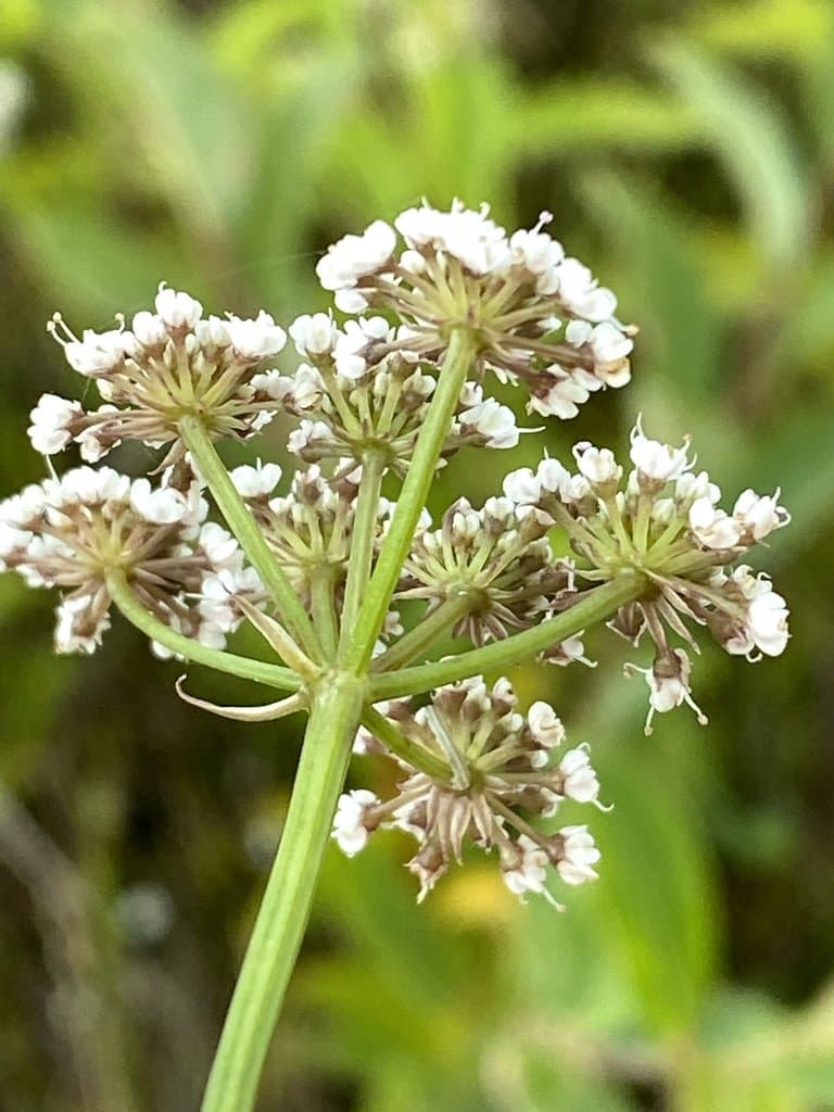Oenanthe lachenalii C.C.Gmel.