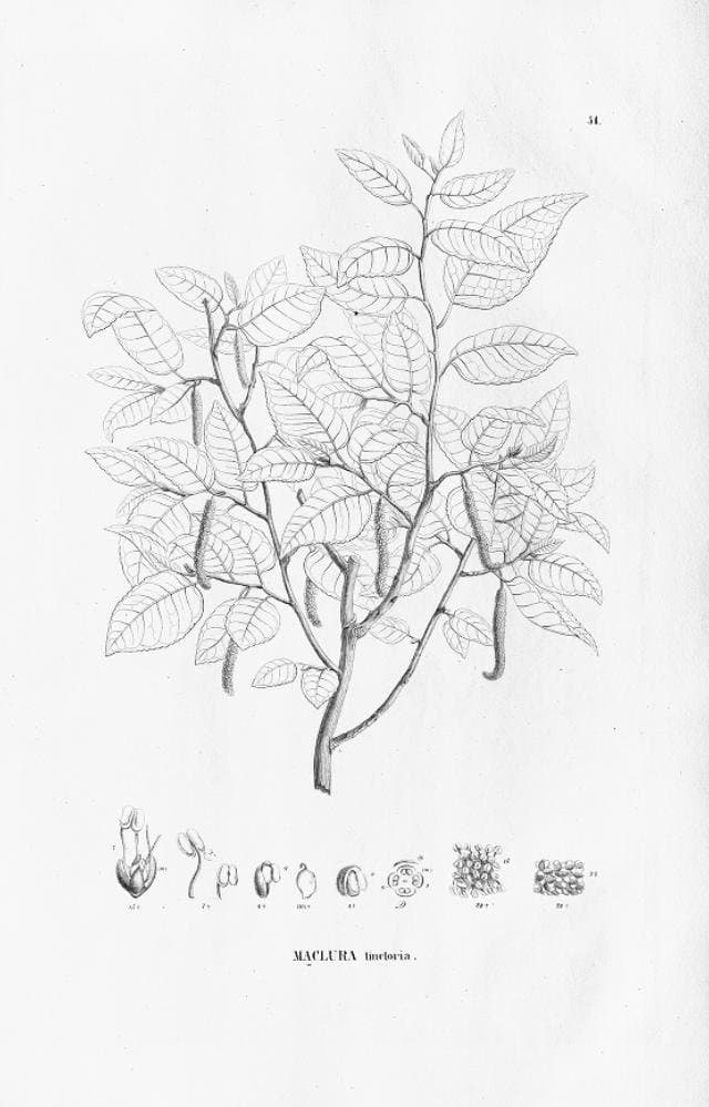 Maclura tinctoria (L.) D.Don ex Steud.
