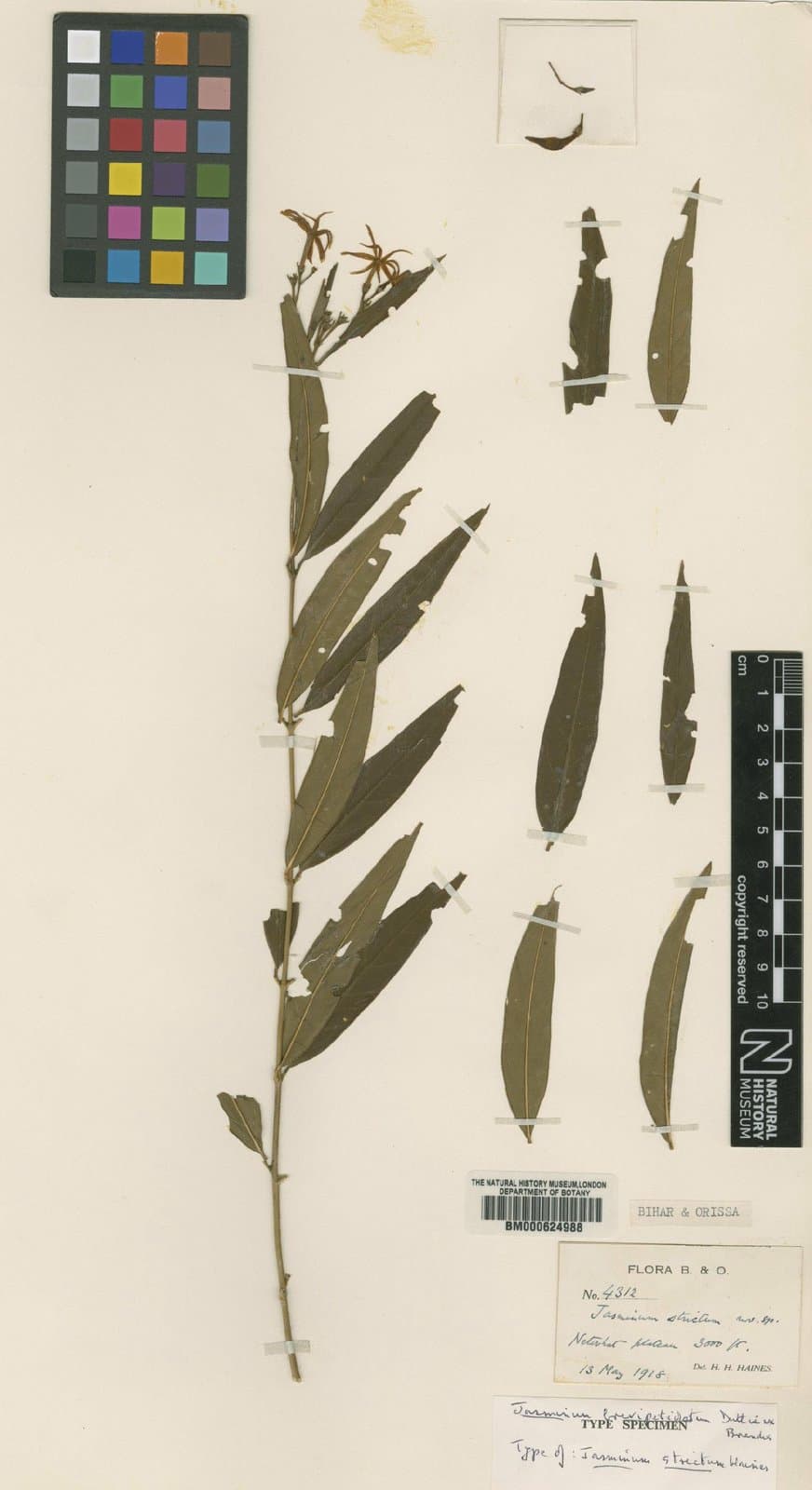 Jasminum brevipetiolatum Duthie