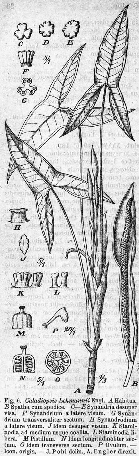 Chlorospatha lehmannii (Engl.) Madison