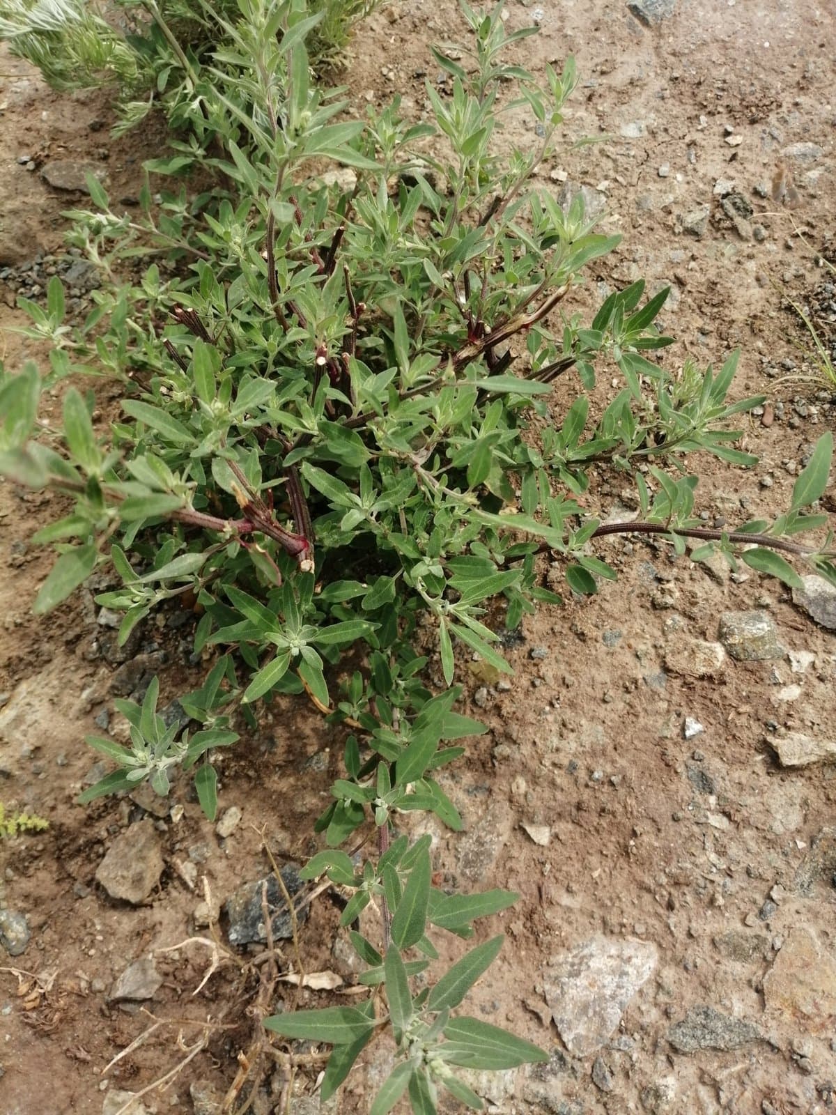 Chenopodium striatiforme Murr