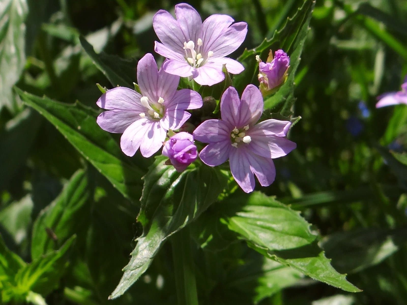 Epilobium alpestre (Jacq.) Krock.