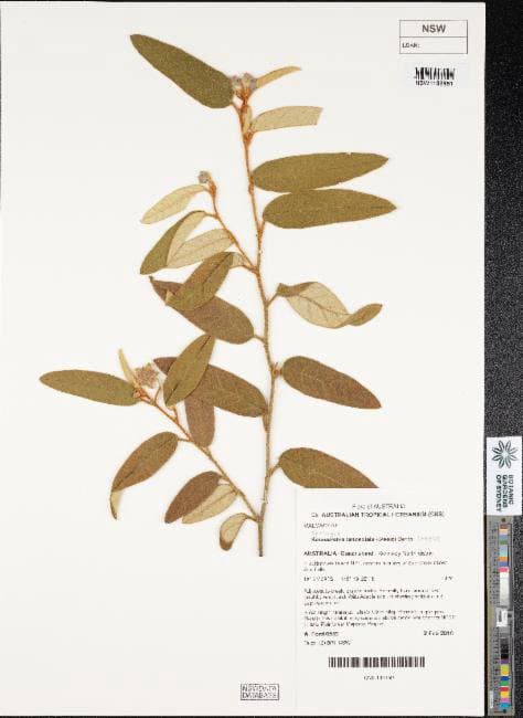 Seringia lanceolata Steetz