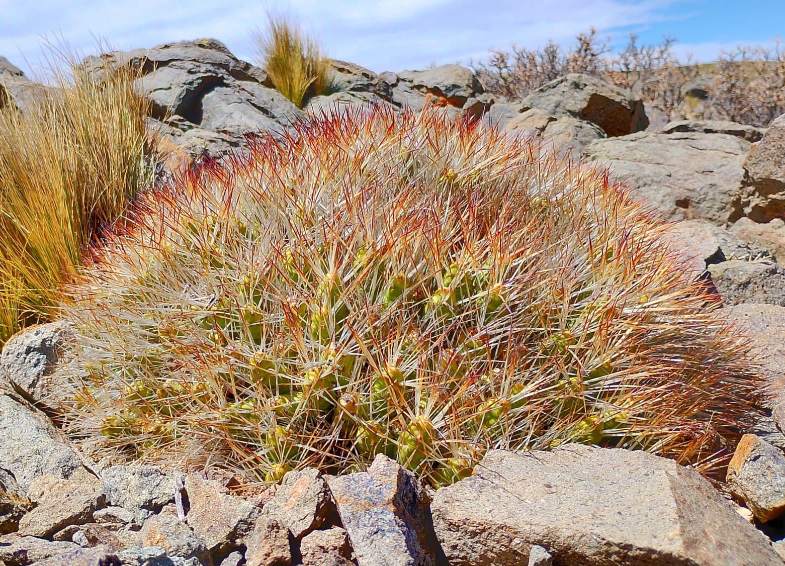 Maihueniopsis glomerata (Haw.) R.Kiesling