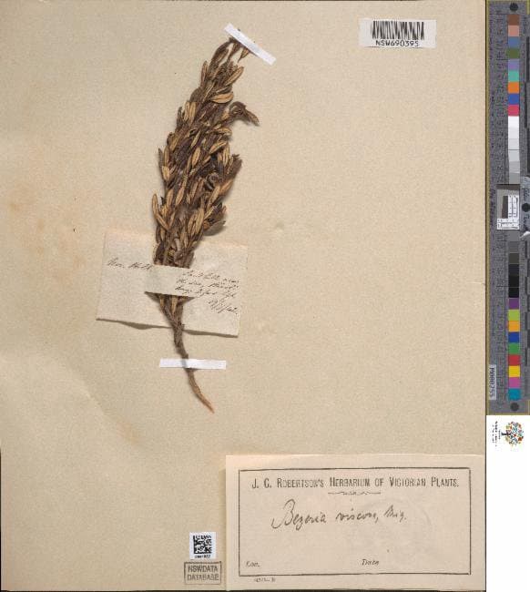 Beyeria lepidopetala F.Muell.