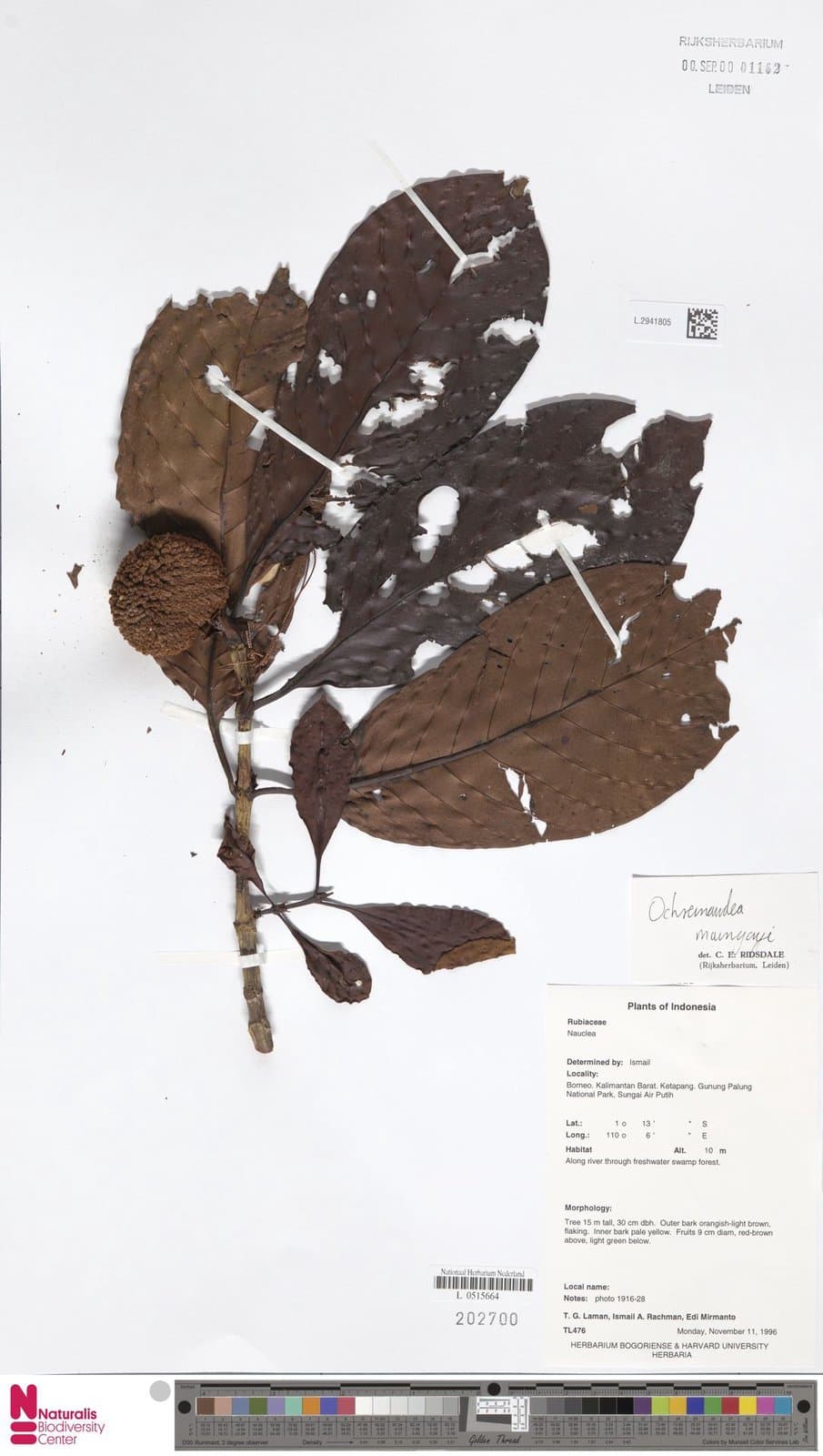 Ochreinauclea maingayi (Hook.f.) Ridsdale