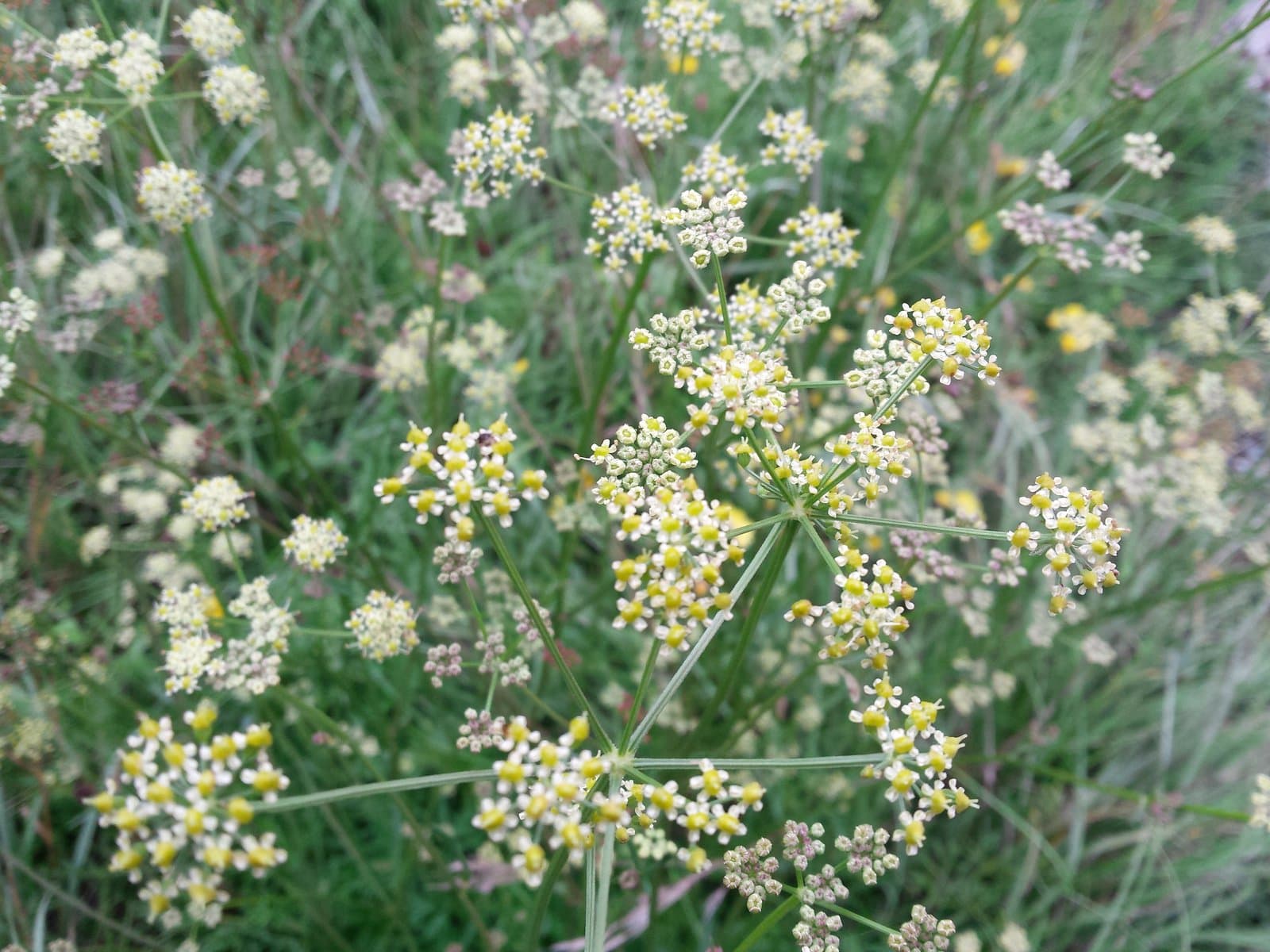 Dichoropetalum carvifolia (Vill.) Pimenov & Kljuykov