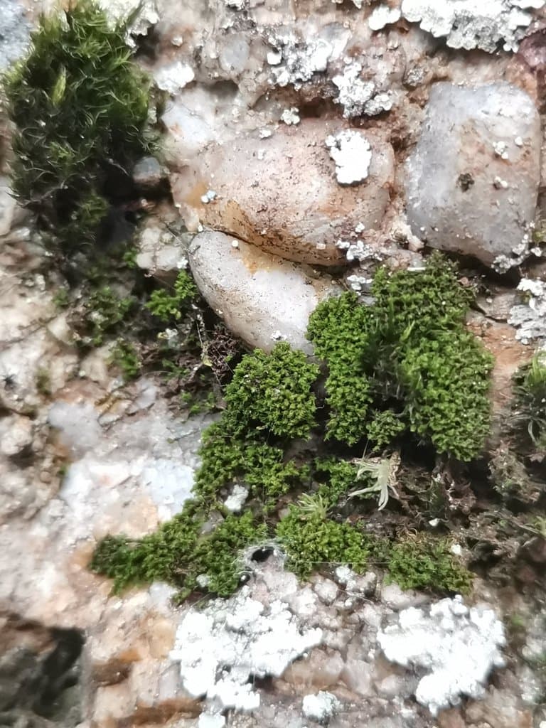 Cnestrum schisti (F.Weber & D.Mohr) I.Hagen