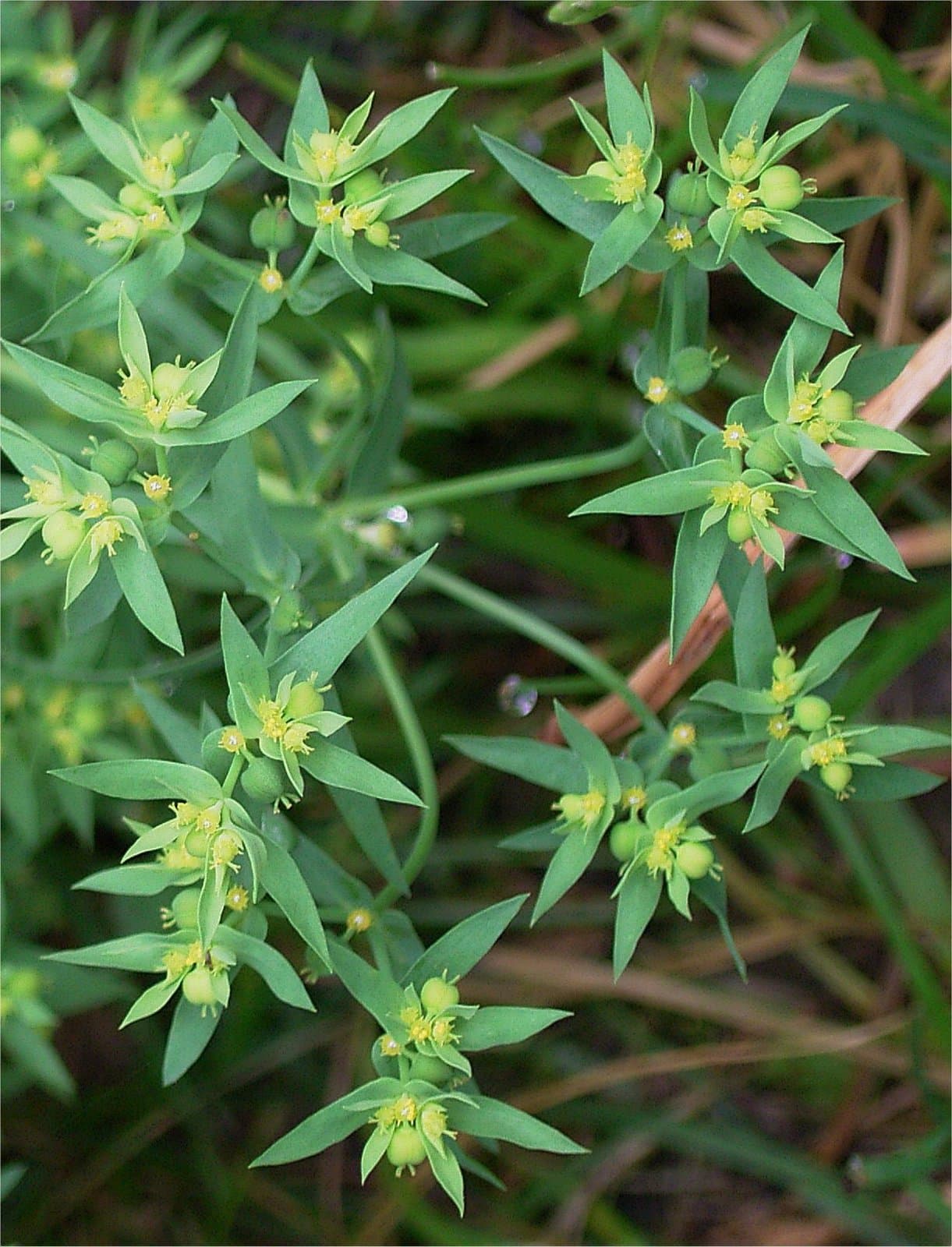 Euphorbia exigua L.
