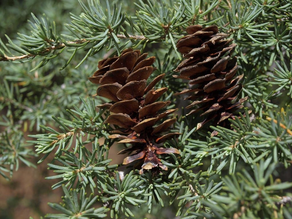 Tsuga mertensiana (Bong.) Carrière