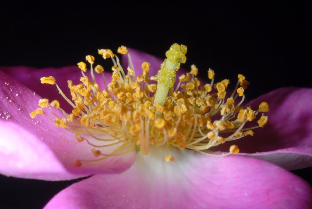 Rosa setigera Michx.