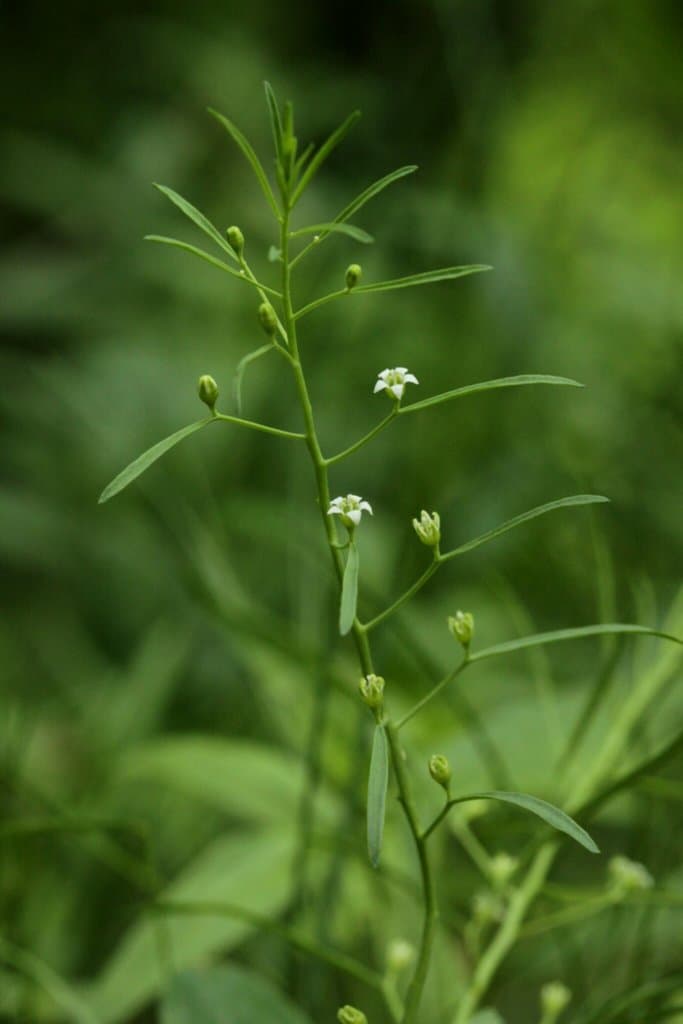 Thesium ebracteatum Hayne
