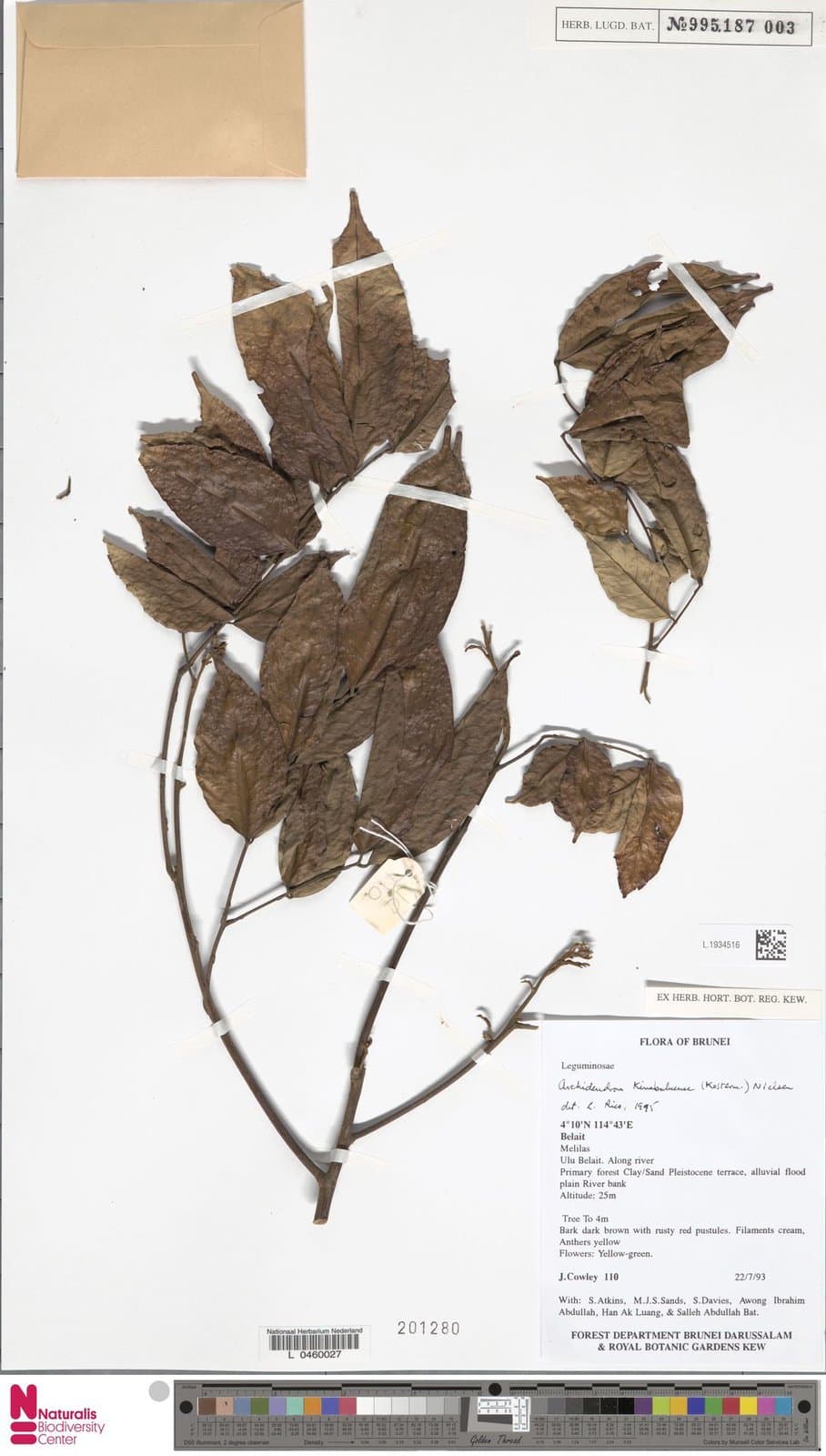 Archidendron kinabaluense (Kosterm.) I.C.Nielsen