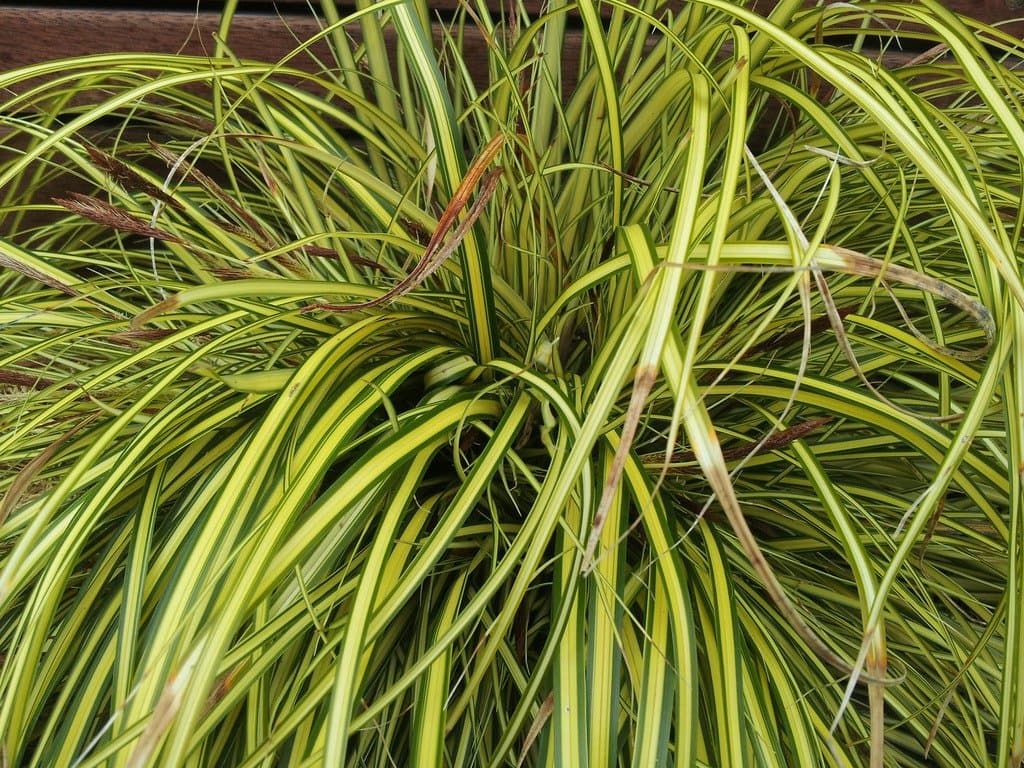 Carex morrowii Boott