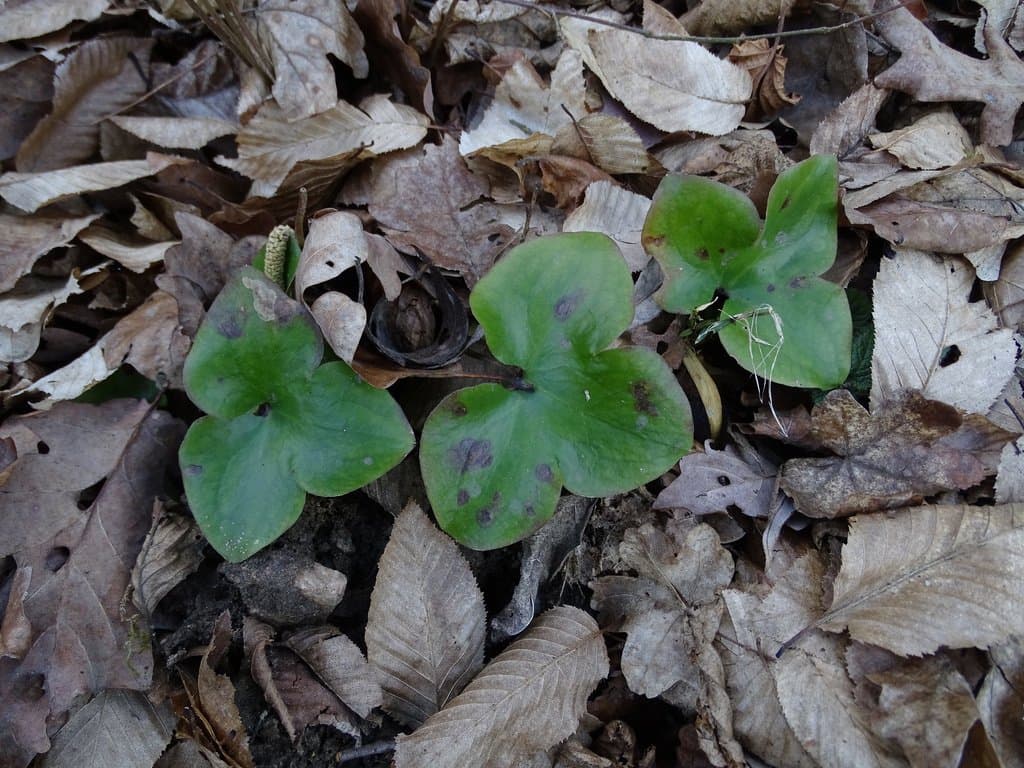 Hepatica nobilis Schreb.