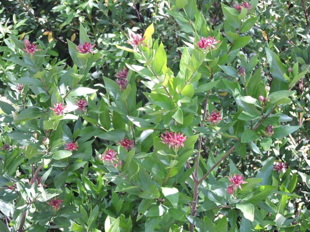 Calycanthus occidentalis Hook. & Arn.