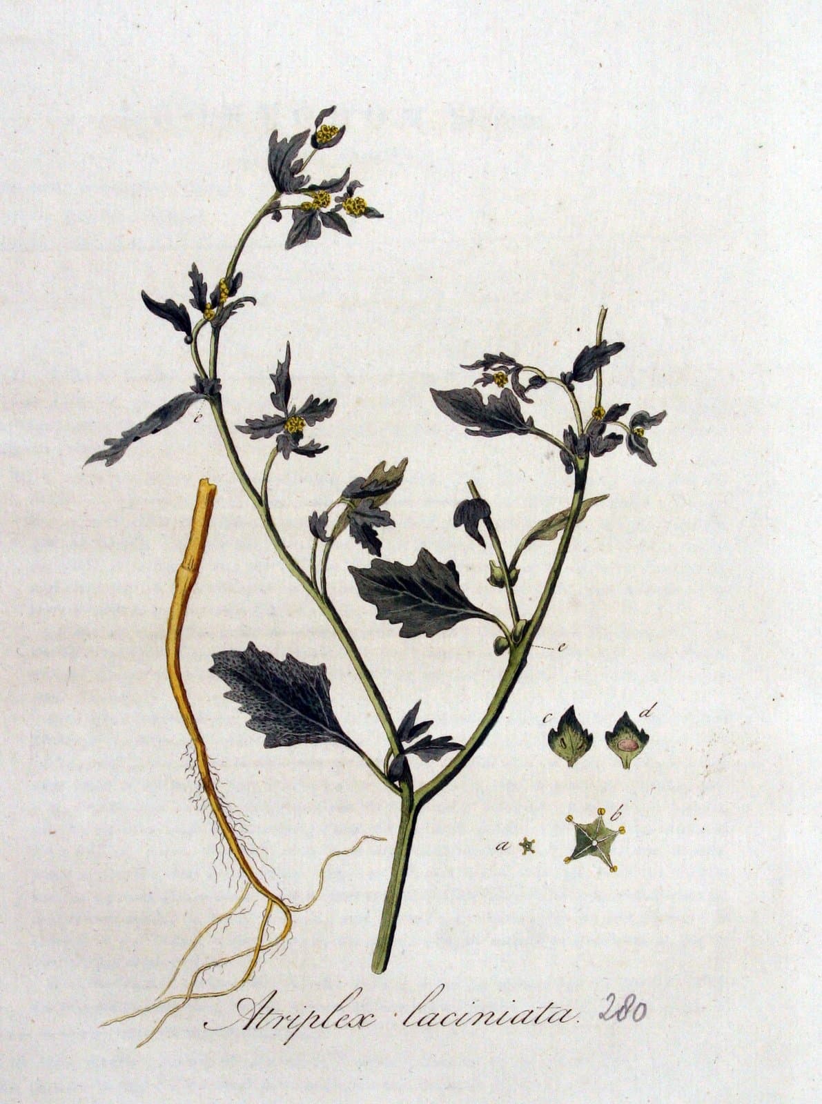 Atriplex laciniata L.