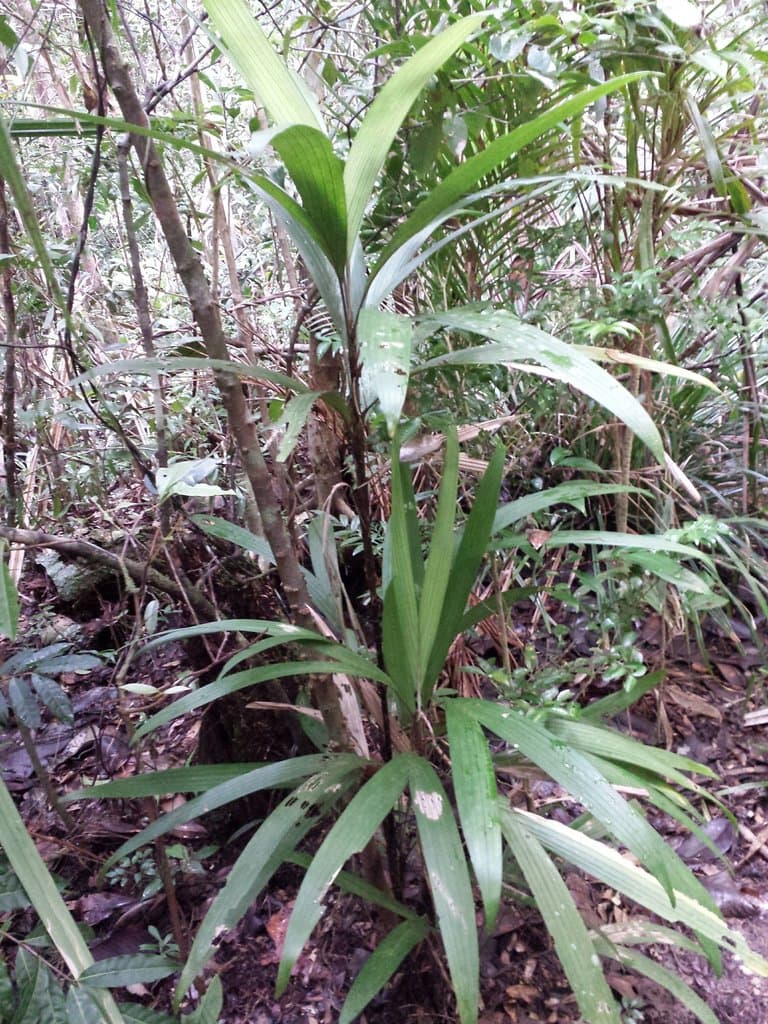 Dypsis angustifolia (H.Perrier) Beentje & J.Dransf.