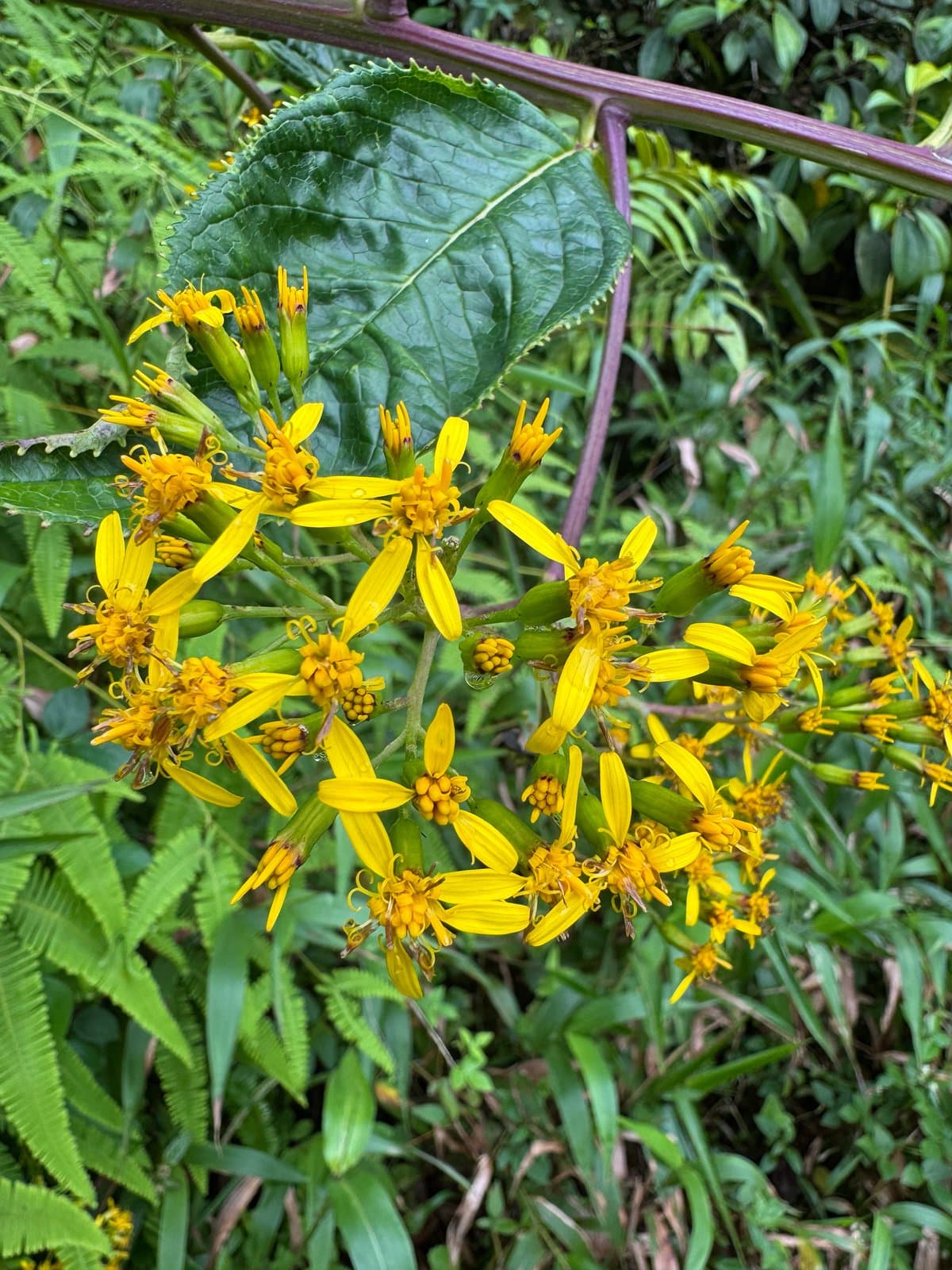 Dendrophorbium lucidum (Sw.) C.Jeffrey